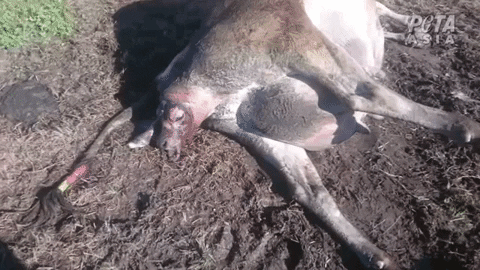animals giving birth gifs