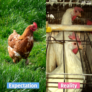 Expectations vs. Reality: Animals Used for Food | PETA