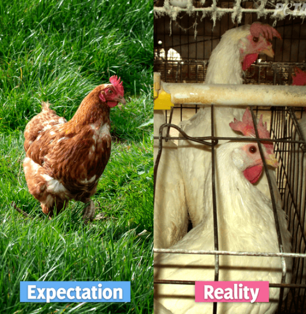 Expectation reality chickens laying eggs