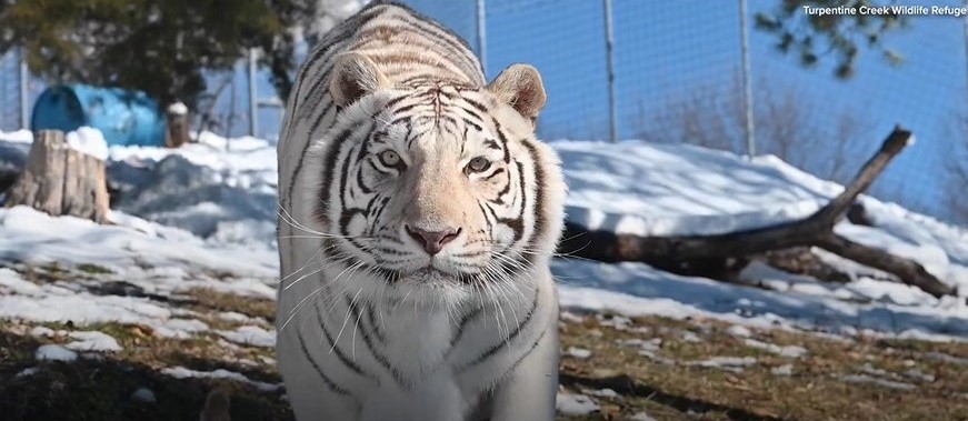 White Bengal Tiger, Animal Database