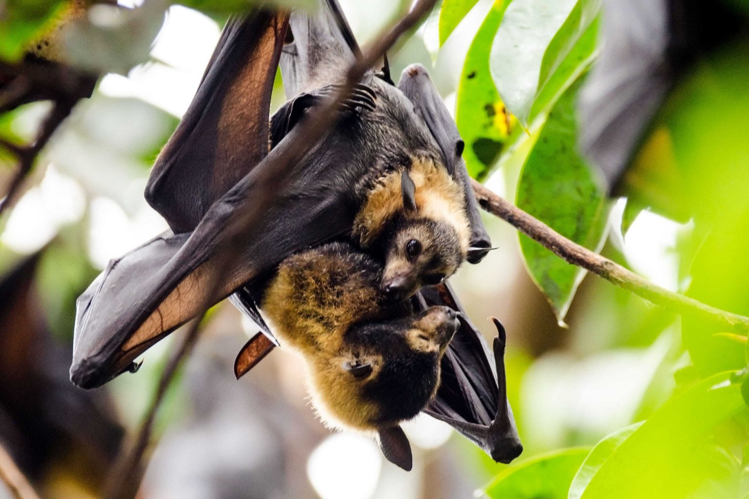 bats-on-covid-19-enough-is-enough-leave-us-alone-peta