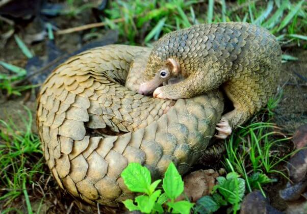 pangolin pup curled up with their mother