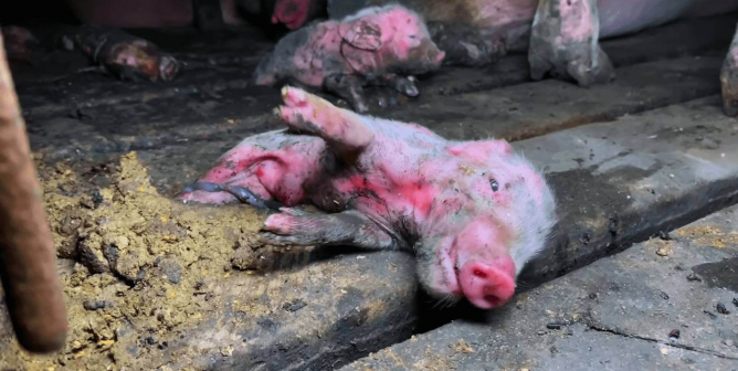 Injured and sick piglet laying on his side on Indiana farm