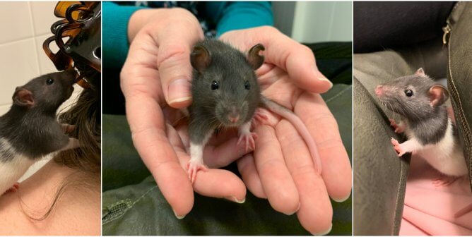 these rescued rats were saved during an undercover PETA investigation at a laboratory