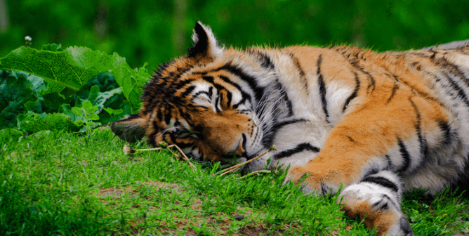 Tiger laying in grass