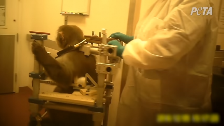 monkeys for experiments