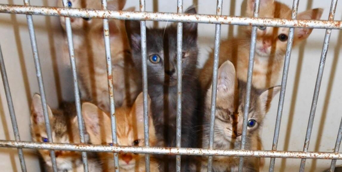 Kittens in a cage