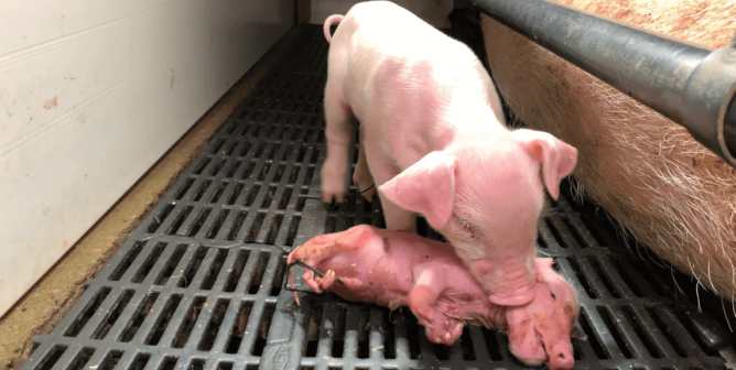 Indiana Pig Farm