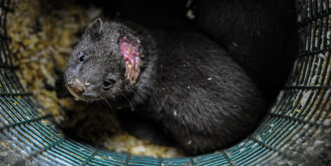 A black mink on a fur farm with a severe head wound in a dirty wire pen looking up.