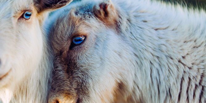 Two white goats with blue eyes who are cuddling with each other outside