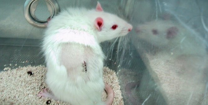 A sad white rat who has an incision on his or her back, sitting in a laboratory cage