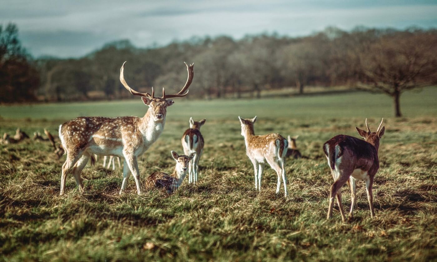 He Stomped, Kicked, and Tore the Antlers off a Living Deer—and Received ...