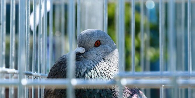A pigeon trapped in a silver metal cage outside in the sunshine
