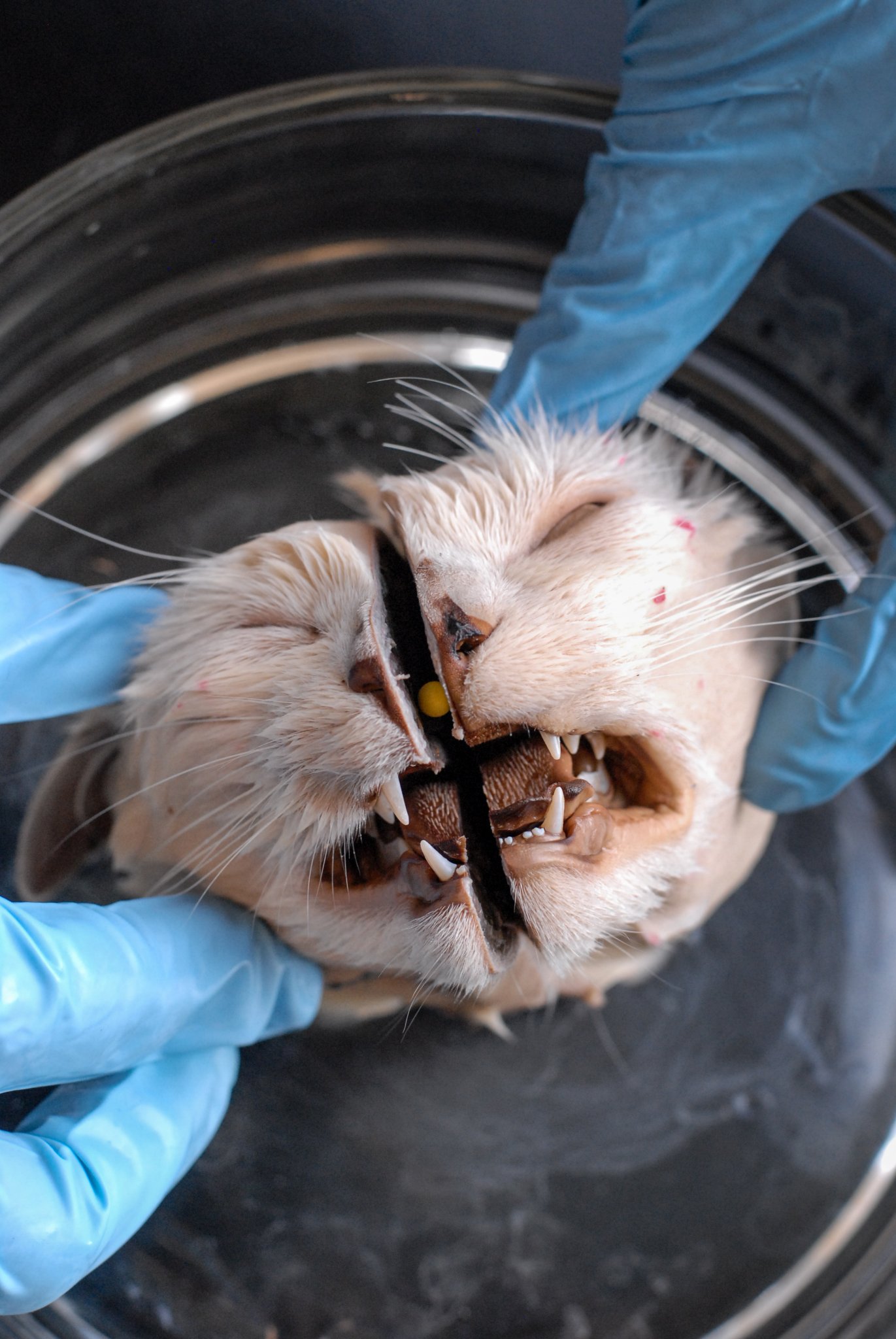 What Is Vivisection, and Is Vivisection Legal? | PETA