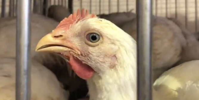 White chicken stares sadly into camera