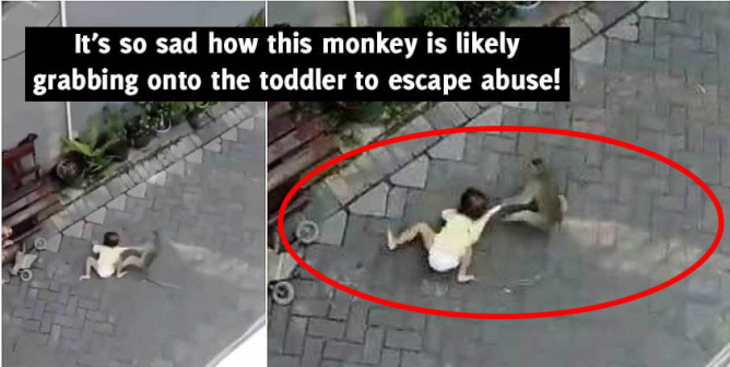 Viral 'Monkey Snatches Toddler' Video Isn't Funny
