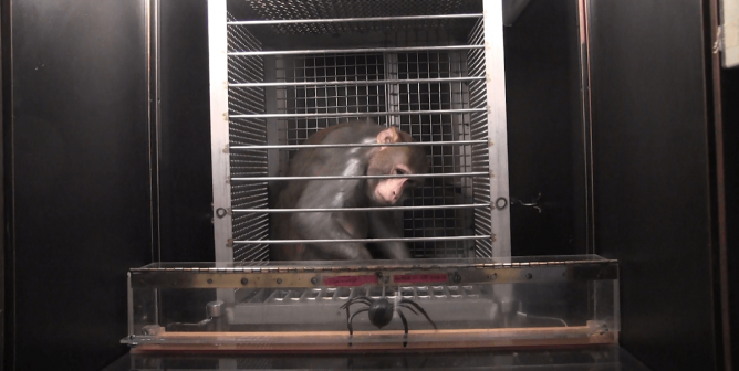 monkeys scared with fake spiders and snakes at NIH