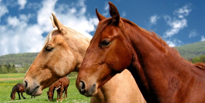 Two horses close up, horses graze in background