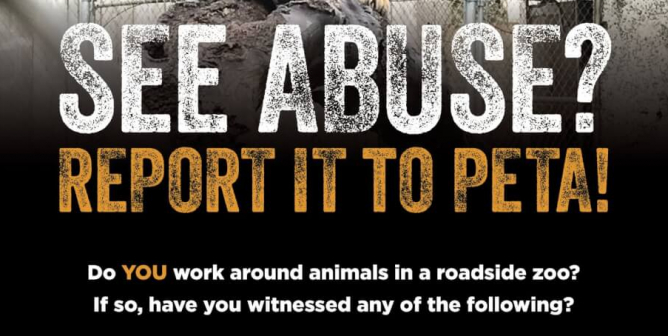 Big cats roadside zoo whistleblower ad