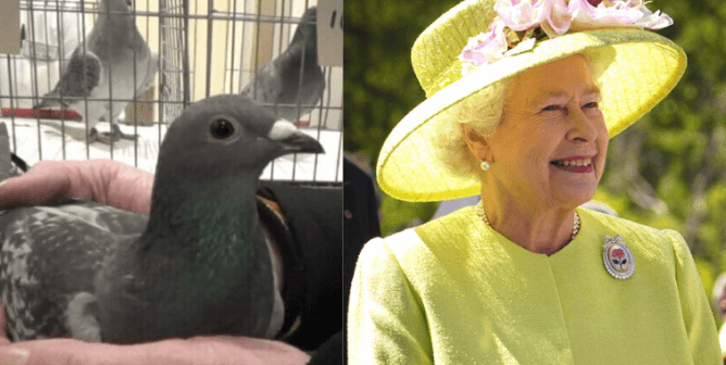 Pigeon and Queen Elizabeth