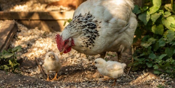 A mother hen looking down at her two chicks