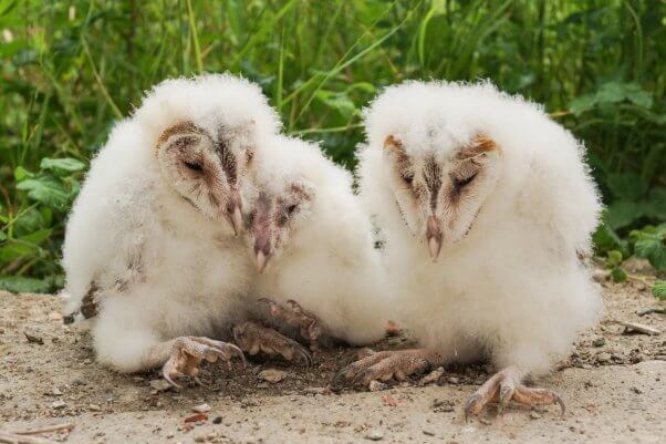 barn owls bird banding