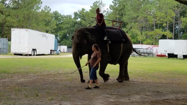 photograph, one human riding an elephant on flat dirt ground, a human handler at the front of the elephant wielding what appears to be a bullhook.