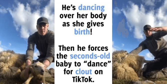 Farmer dances with just-born sheep