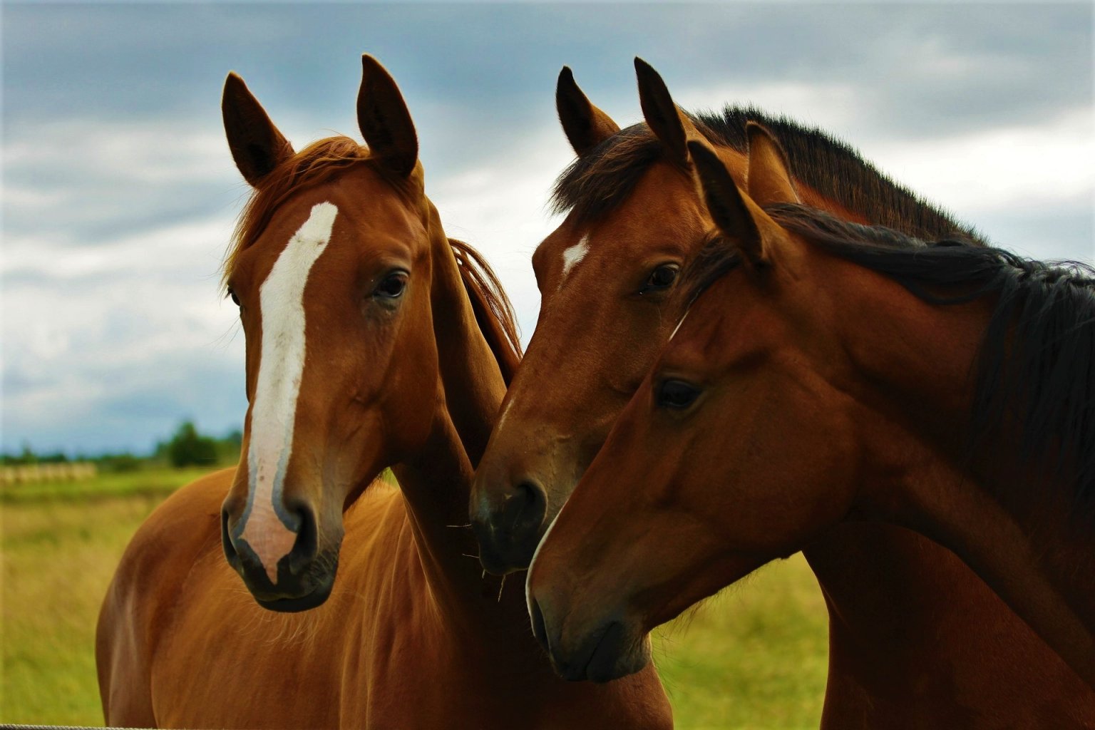 Dear Ridley Scott, Ditch Ancient Rome’s Exploitation of Horses | PETA