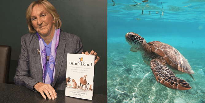 PETA President, animalkind book, sea turtle swimming