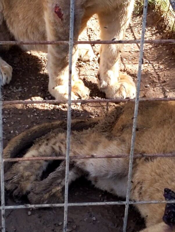 lion with apparent lesion on right forelimb at G.W. Zoo