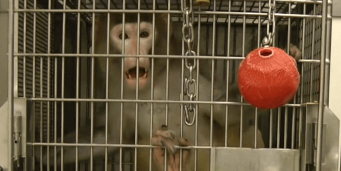 Monkey Used for Experiment