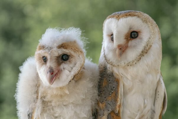 mother and daughter barn owls