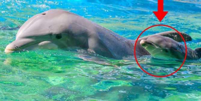 another baby dolphin born at SeaWorld