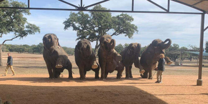 tai the elephant and others exploited at The Preserve in TX