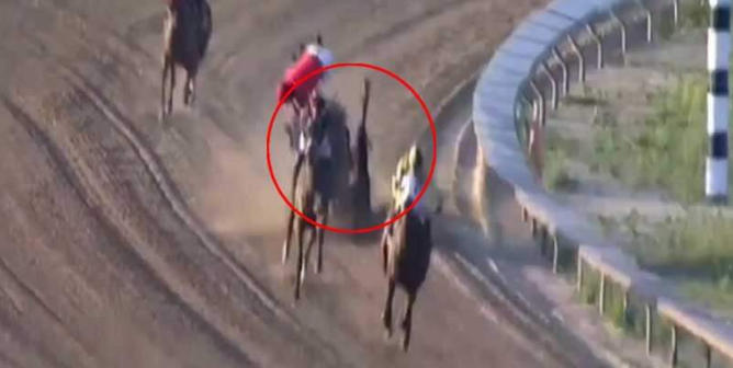 racehorse dead after catastrophic fall