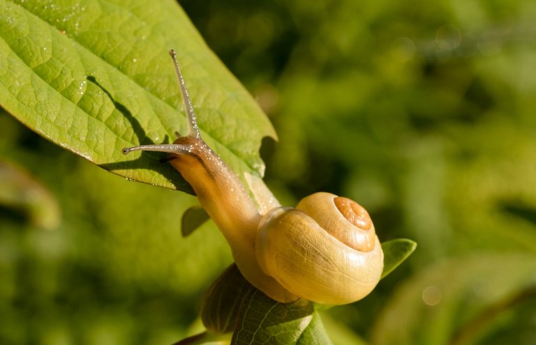 Backyard Learning: Scavenger Hunt | PETA