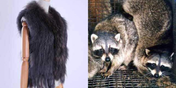 wish.com parent company selling fur
