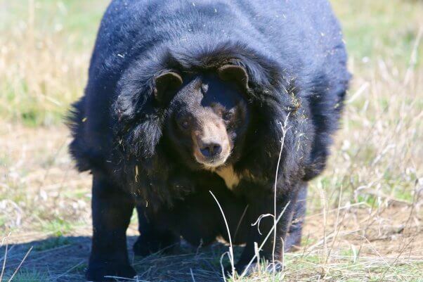 Dillan walking in a grassy field, happy and free at his home the Wild Animal Sanctuary Colorado.