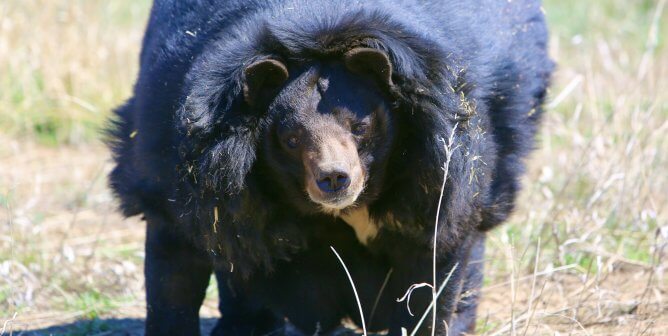 Dillan walking in a grassy field, happy and free at his home the Wild Animal Sanctuary Colorado.