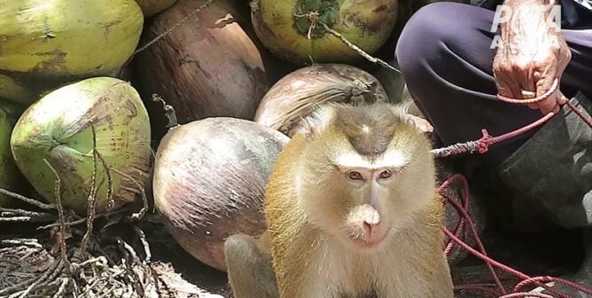 photo of monkey chained by handler