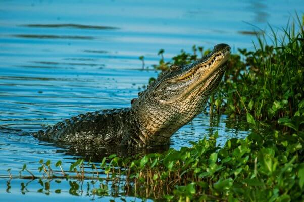 Crocodile or alligator raises head from the water