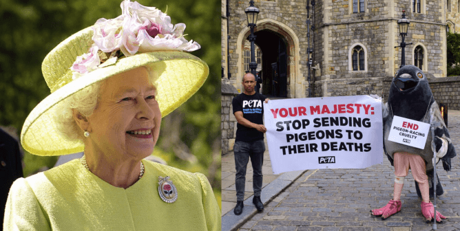 Queen of England, PETA UK demo with giant pigeon