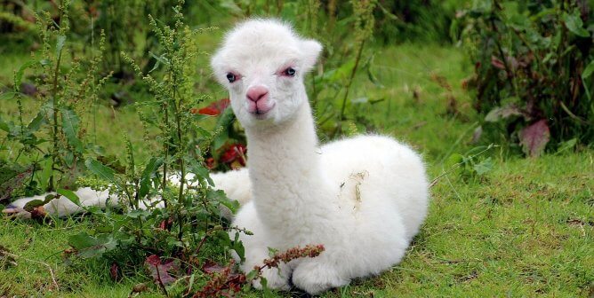 White alpaca sits in tall weeds