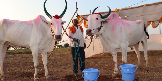 Chinchali Fair 2020 - powdered painted bullocks with nose ropes