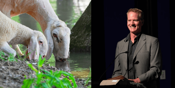 Sheep and PETA's Dan Mathews