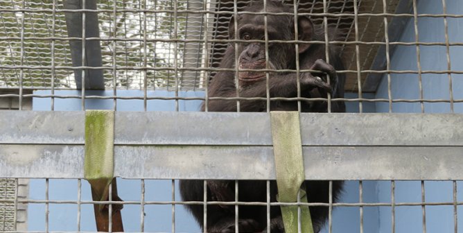 lonely chimp in cage at Suncoast Primate Sanctuary