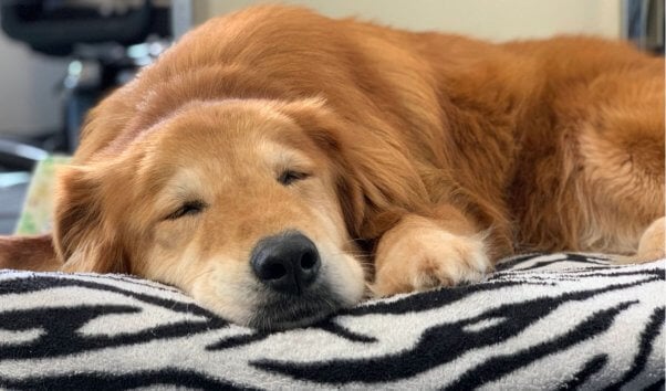 Senior rescue dog Mingo snoozes on her bed
