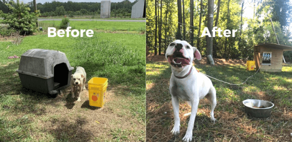 Neva Receives a New PETA Doghouse to Beat the Summer Heat