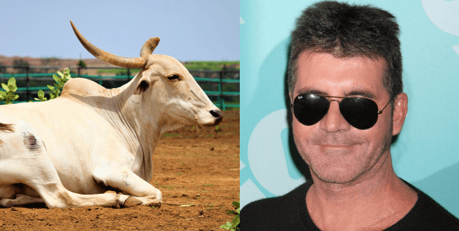 Simon the bull and celebrity